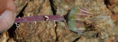 Kleinia cephalophora