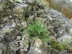Silene pygmaea