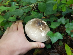 Pseudochitonia