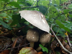 Pseudochitonia