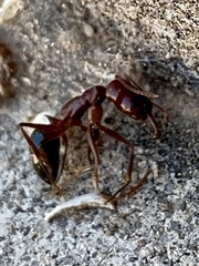Odontomachus desertorum