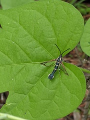 Carmenta engelhardti