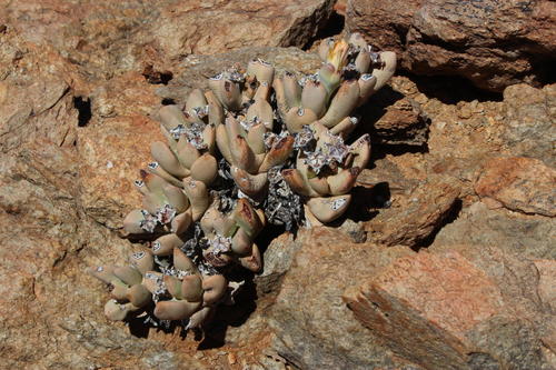 Schwantesia herrei