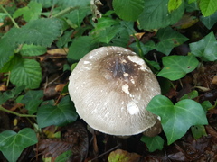 Pseudochitonia