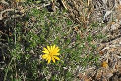 Gorteria integrifolia