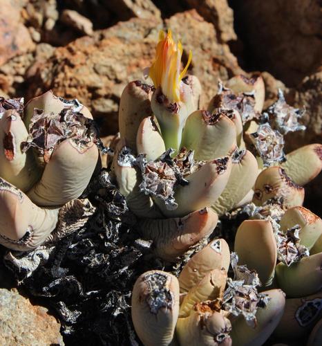 Schwantesia herrei