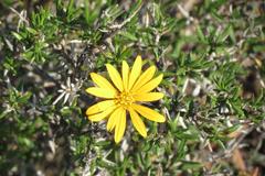 Gorteria integrifolia