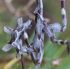 Empusa binotata