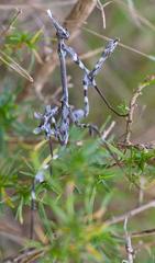 Empusa binotata