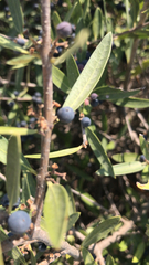 Phillyrea angustifolia