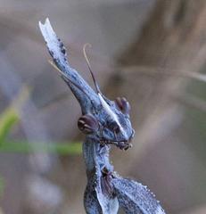 Empusa binotata