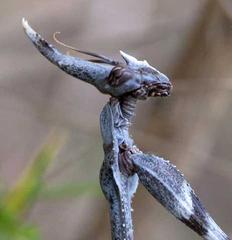 Empusa binotata