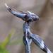 Conehead Mantises - Photo (c) Carina Lochner, some rights reserved (CC BY-NC), uploaded by Carina Lochner