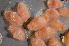 Pyuridae