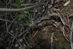 Tylecodon ventricosus