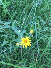 Heterotheca inuloides