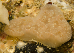 Eudistoma
