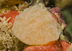Eudistoma