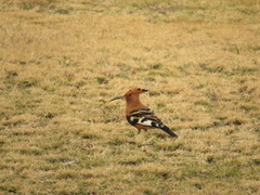 Upupa epops africana