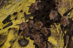 Miniopterus natalensis