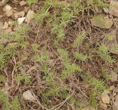 Thymus callieri