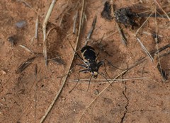 Cicindela schauppii