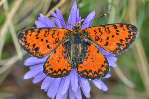 Caucasian Spotted Fritillary