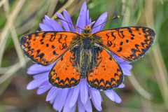 Melitaea interrupta