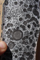 Opegrapha