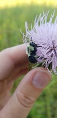 Bombus impatiens