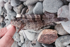 Labrisomus philippii