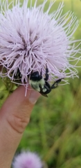 Bombus impatiens
