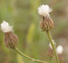 Crepis foetida