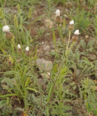 Crepis foetida