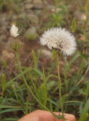 Crepis foetida