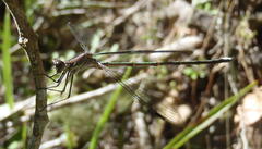 Chlorolestes tessellatus