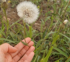 Crepis foetida