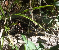 Chlorolestes tessellatus