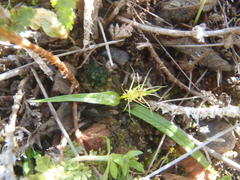 Wurmbea glassii