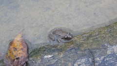 Lithobates magnaocularis