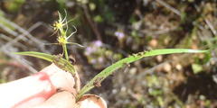 Wurmbea glassii