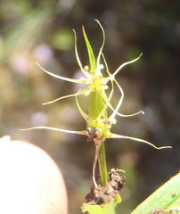Wurmbea glassii