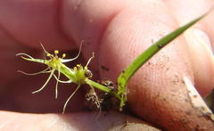 Wurmbea glassii