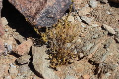 Crassula muscosa muscosa