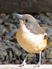 Laniarius ferrugineus ferrugineus