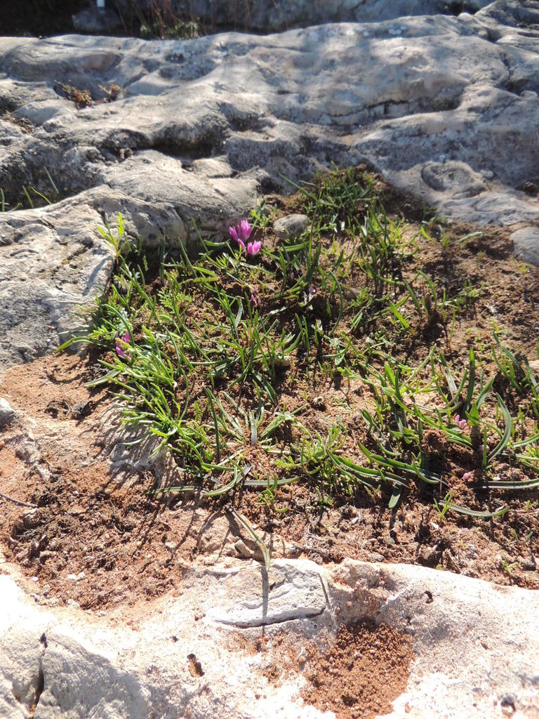 Lachenalia paucifolia, Jacobsbaai: Exposed limestone. Flat slope, about 1 km from the sea.