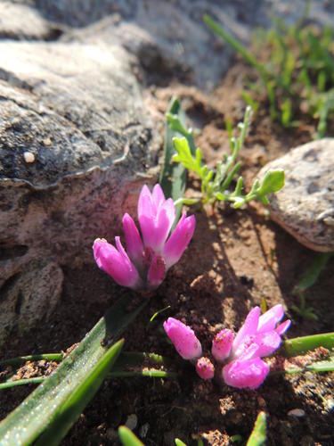 Lachenalia paucifolia