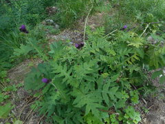 Cirsium alsophilum