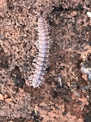 Pseudopolydesmus pinetorum