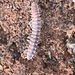 Pseudopolydesmus pinetorum - Photo no rights reserved, uploaded by calinsdad